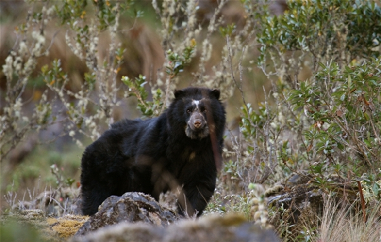 andean bear by rob wallace